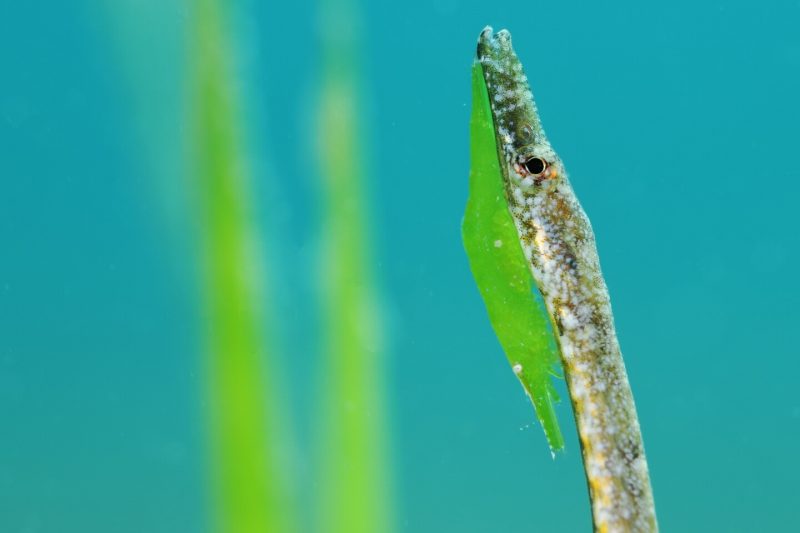 Лучшие фото в номинации «Макро». Javier Murcia / Underwater Photographer of the Year 2022.