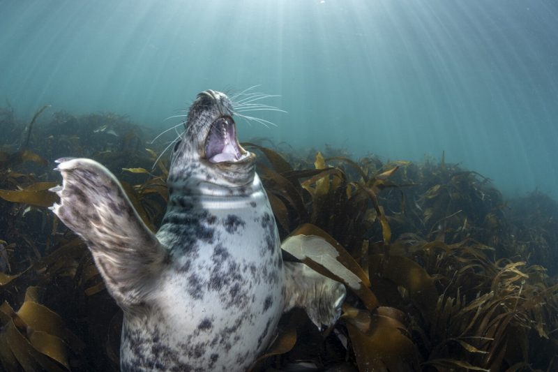 Лучшие фото в номинации «Широкоугольная съёмка». Henley Spiers / Underwater Photographer of the Year 2022.