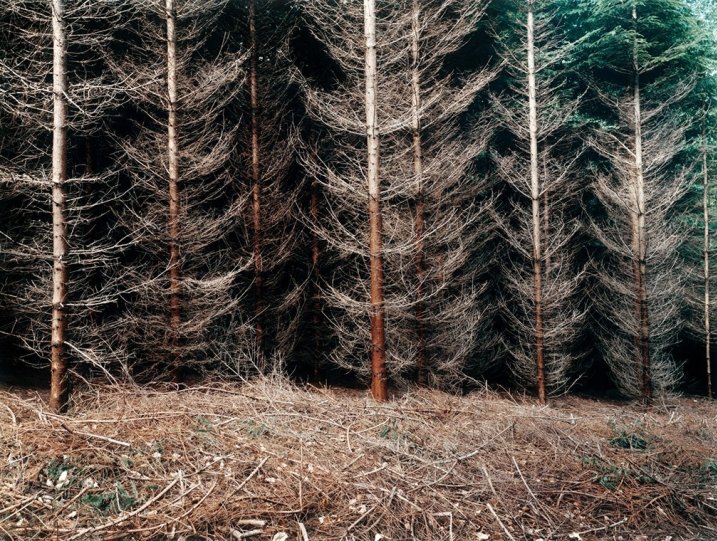 «Еловая плантация». Мюльфиртель, 2000 год. Фотограф Симона Нивег.