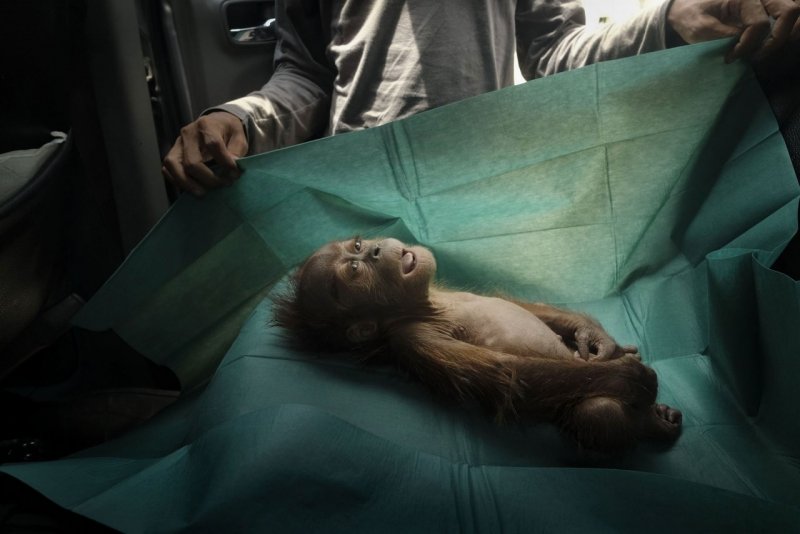 1 место в категории «Природа», 2020. Орангутан, умерший вскоре после того, как его с раненой матерью нашли на пальмовой плантации в Индонезии. Автор Ален Шредер.