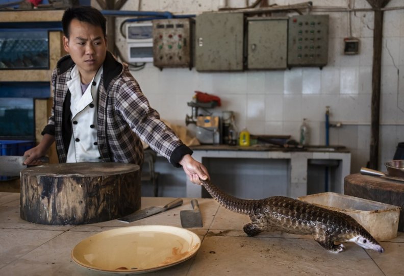 2 место в категории «Природа», 2020. Мужчина тянется к панголину, которого собирается убить и приготовить в ресторане на окраине Гуанчжоу, Китай. Автор Брент Стиртон.