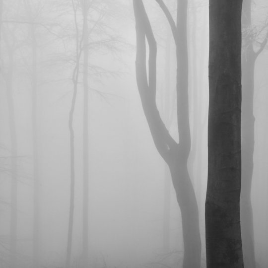 «Лесные интерьеры». Северная Богемия, декабрь 2020 года. Фотограф Петр Новак.