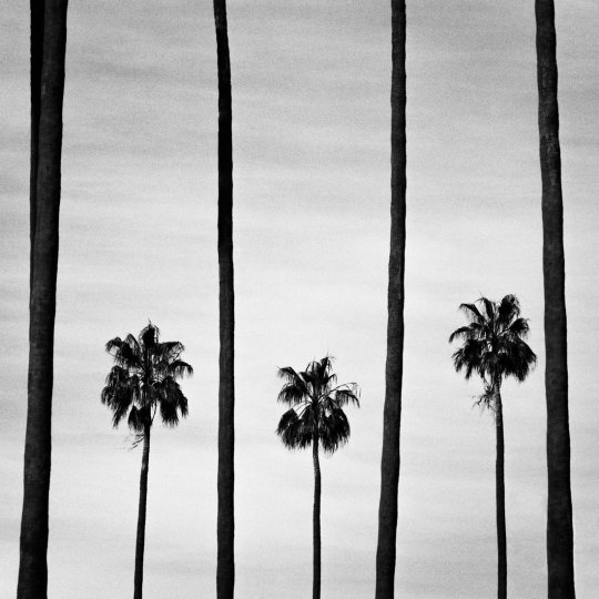 «Пальмы». Фотограф Кайл Хоффманн.