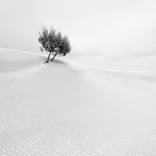 «Соло». Деревце в дюнах. Фотограф Аллен Коппе.