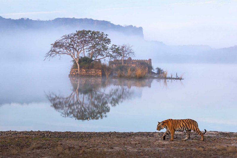 Amit Vyas (Индия) «Страна полос». Специальное упоминание жюри в категории «Дикий пейзаж и животные в их среде обитания».