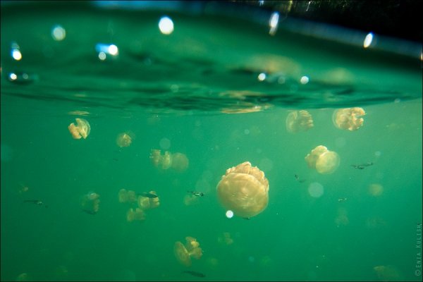 Красивые фото озера медуз - №19