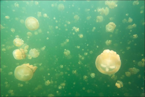 Красивые фото озера медуз - №23