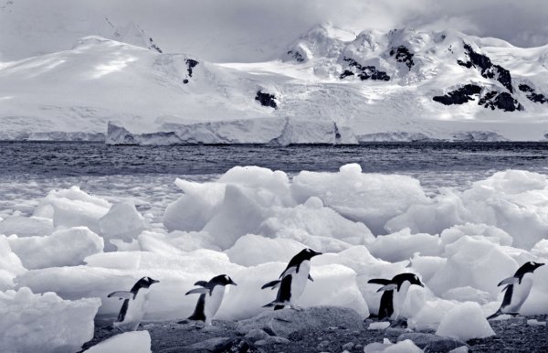 Загадочно спокойный мир Антарктиды - №5
