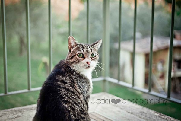 Кошки в восхитительных и милых фото - №19