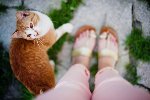Кошки в восхитительных и милых фото - №39