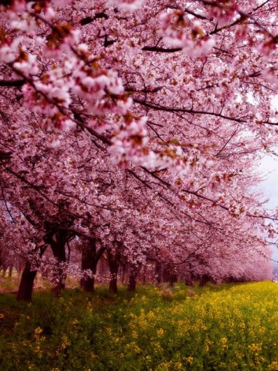 Самые красивые фотографии цветения сакуры - №5