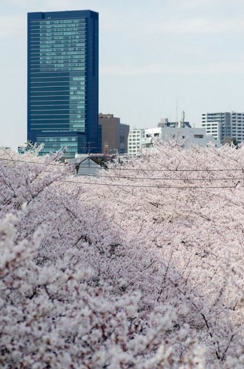 цветение сакуры 2014