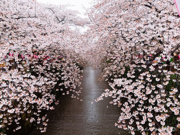 Самые красивые фотографии цветения сакуры - №21
