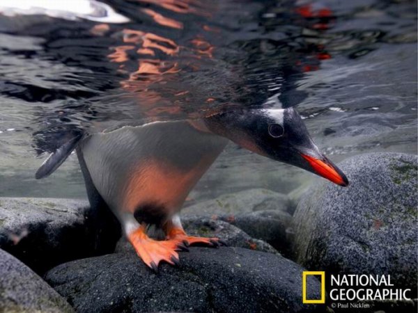 Птенец папуанского пингвина заглядывает в воду, проверяя, нет ли угрозы, не плывет ли морской леопард. Порт-Локрой, Антарктический полуостров.