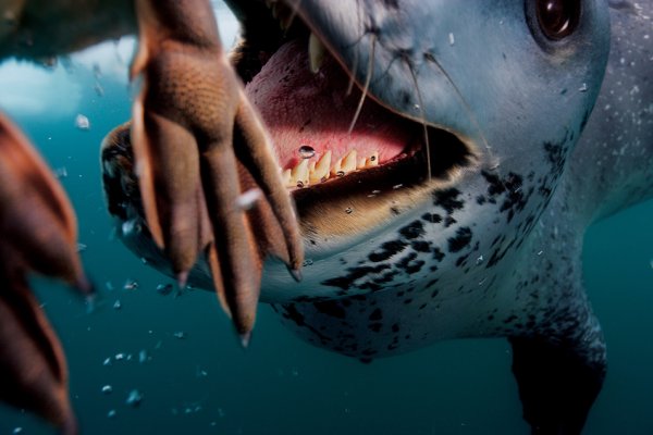 Морской леопард «кормит» фотографа Полa Никлена пингвинами.