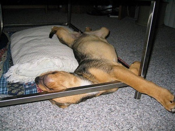 спящая собака картинки
