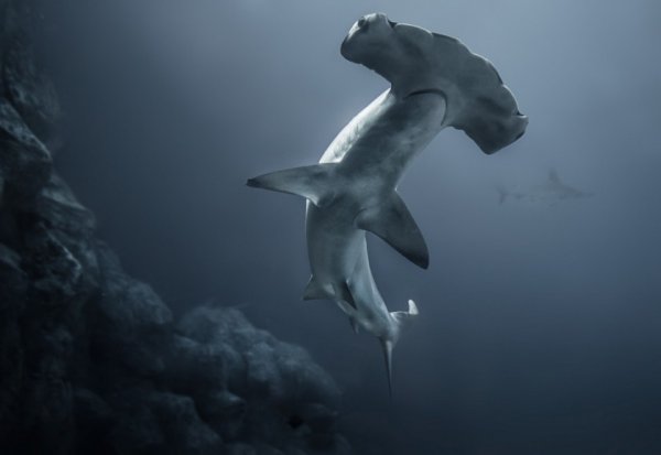 Опасные акулы Фото: Рик Уайт