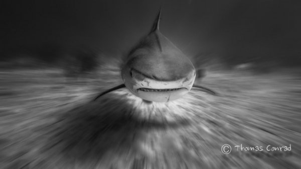 Опасные акулы Фото: Томас Конрад