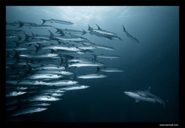 акулы опасные фото Фото: Андрей Нарчук