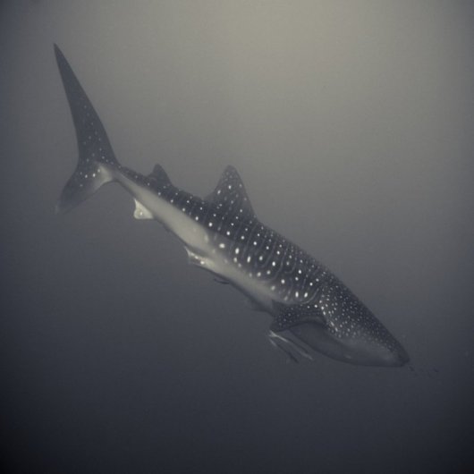акулы опасные для человека Фото: Хенгки Коентжоро