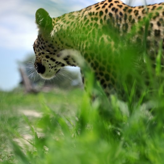 Леопард, взгляд снизу, моя любимая точка съемки. Все просто, снял снизу и совершенно другой эффект.