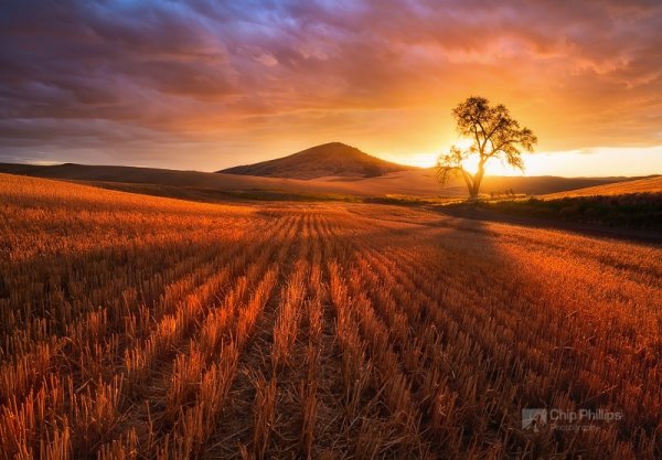 Красота природы - Золотистое поле на закате