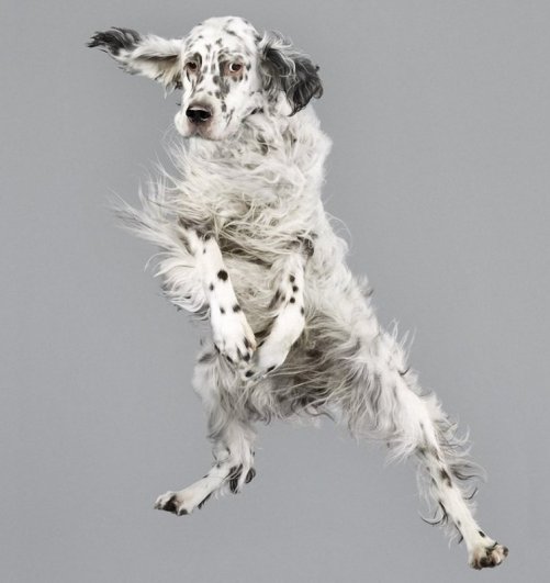 белая летающая собака