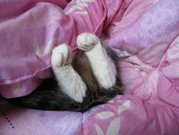 Елена Коробова