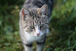 Елена Мих :)