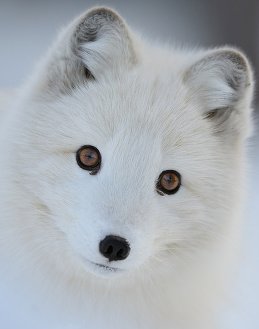 Катя 