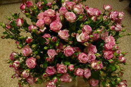 Наталья Алексеева