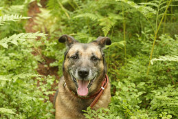 Анна Карельская