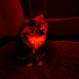 Ася Нетленка