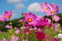 Изумительная Космея