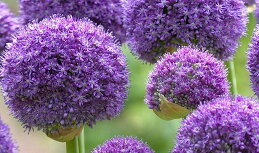 Александра 