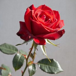 МАРИЯ ПОПОВА