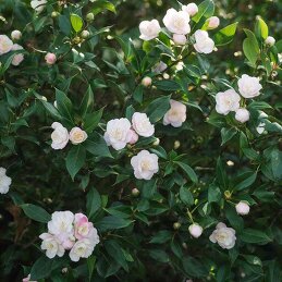 МАРИЯ ПОПОВА