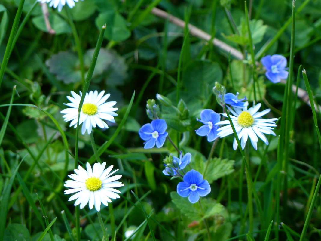 лето - маленькая жизнь - Ольга Богачёва