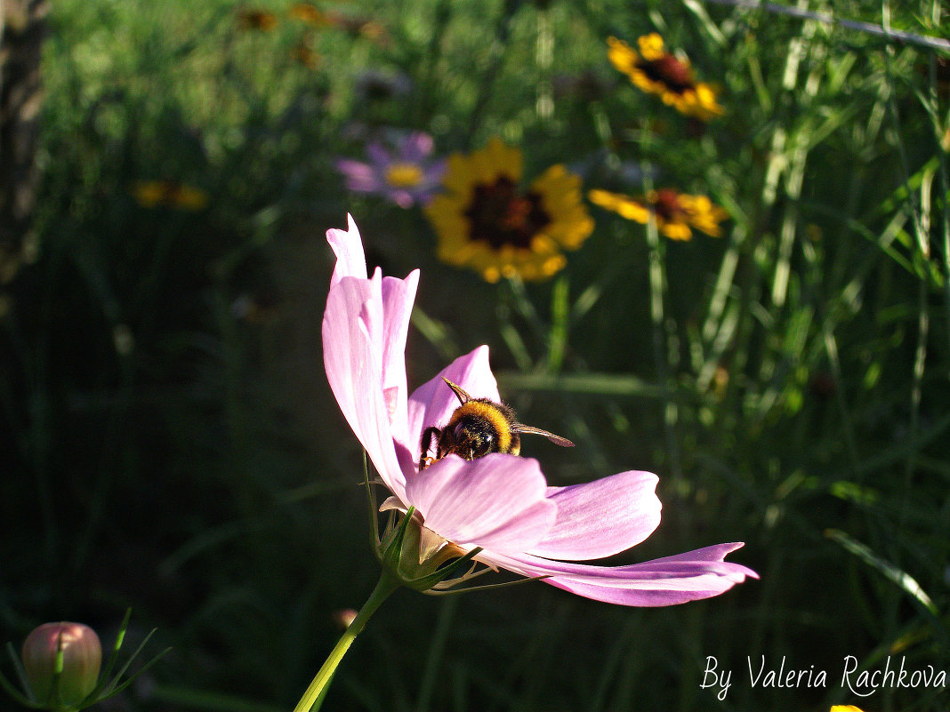 Шмель - Валерия 