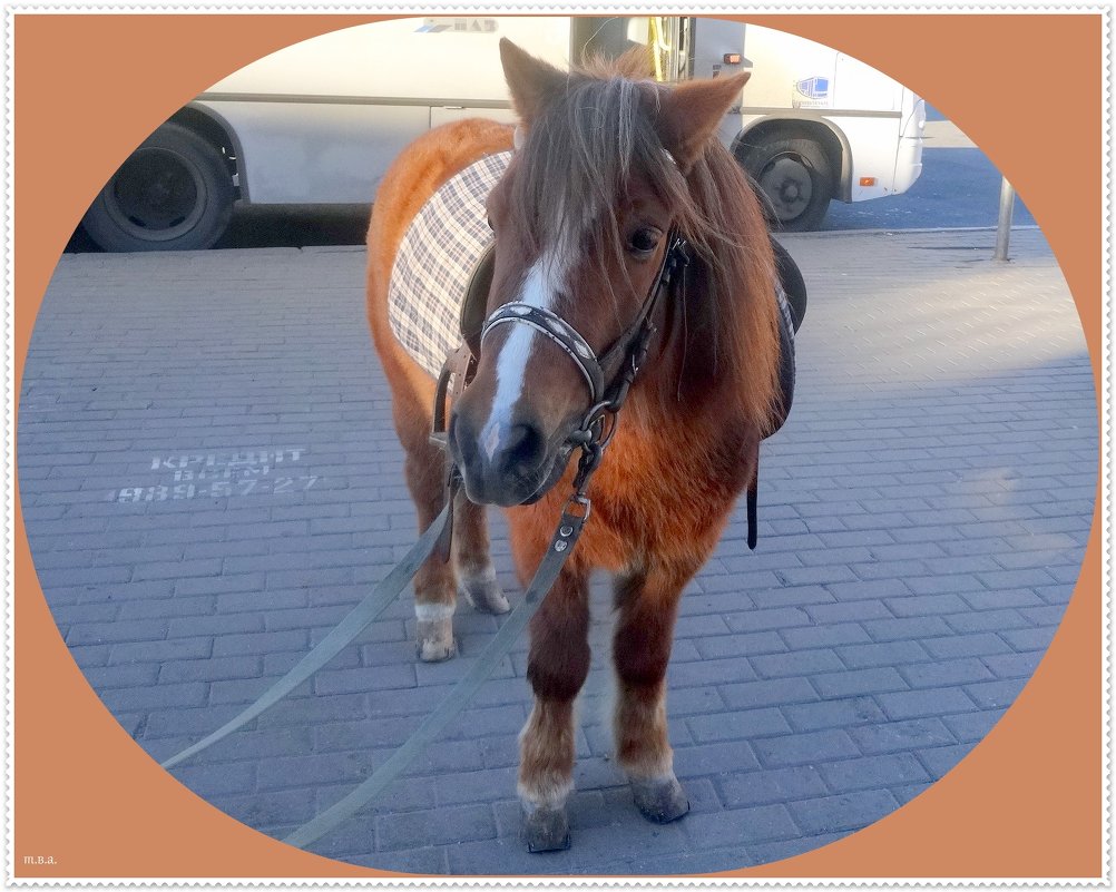 Цезарь - Вера 