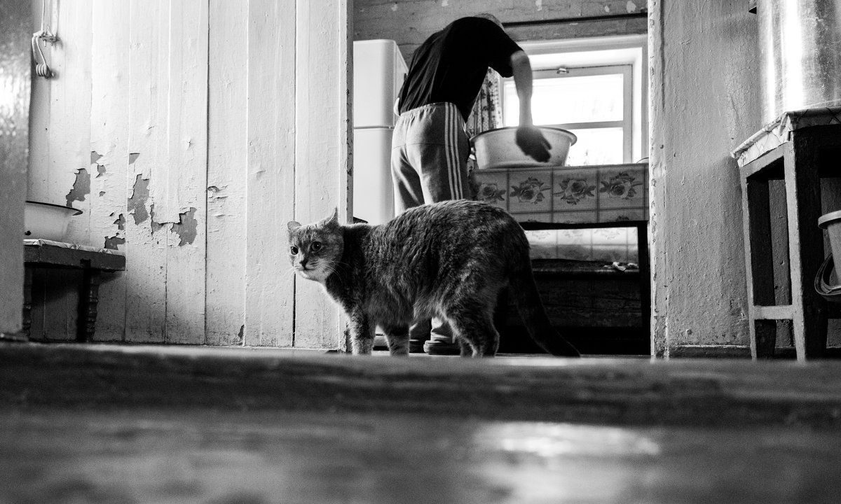 Сто характеров одной кошки - Я Сурико