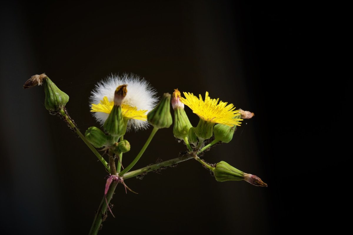 Утро весны - Александр Деревяшкин