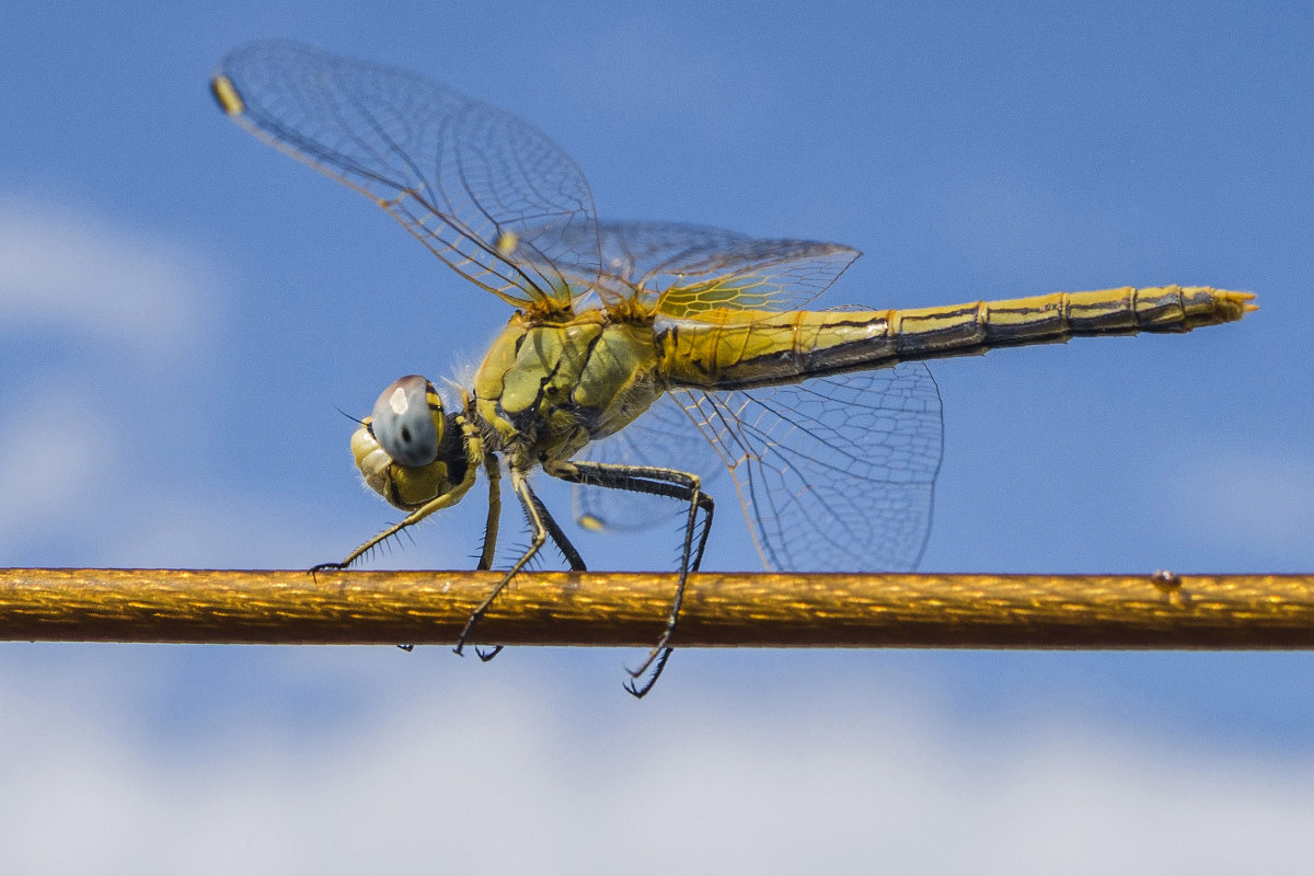 Биовертолёт) - Николай Зиновьев