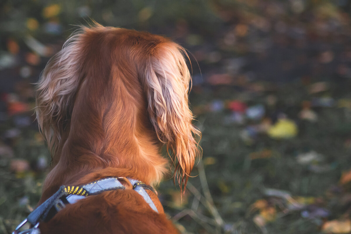 Где-то вдалеке - Виктория Браун