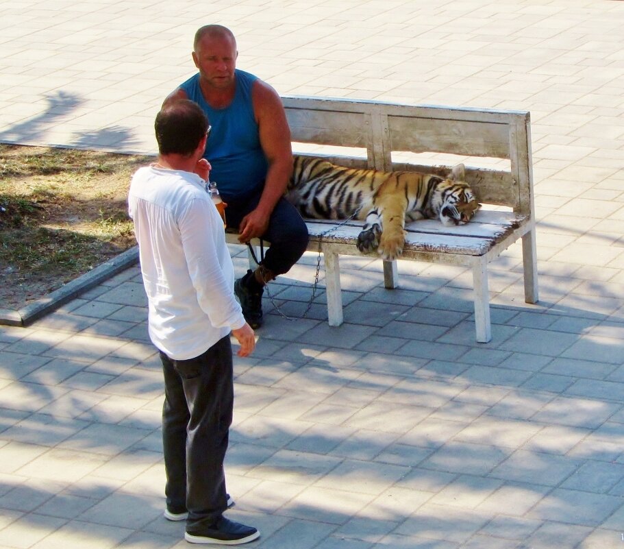 .. хозяин говорит, что я домашний котик, но я -Тигр! - galalog galalog