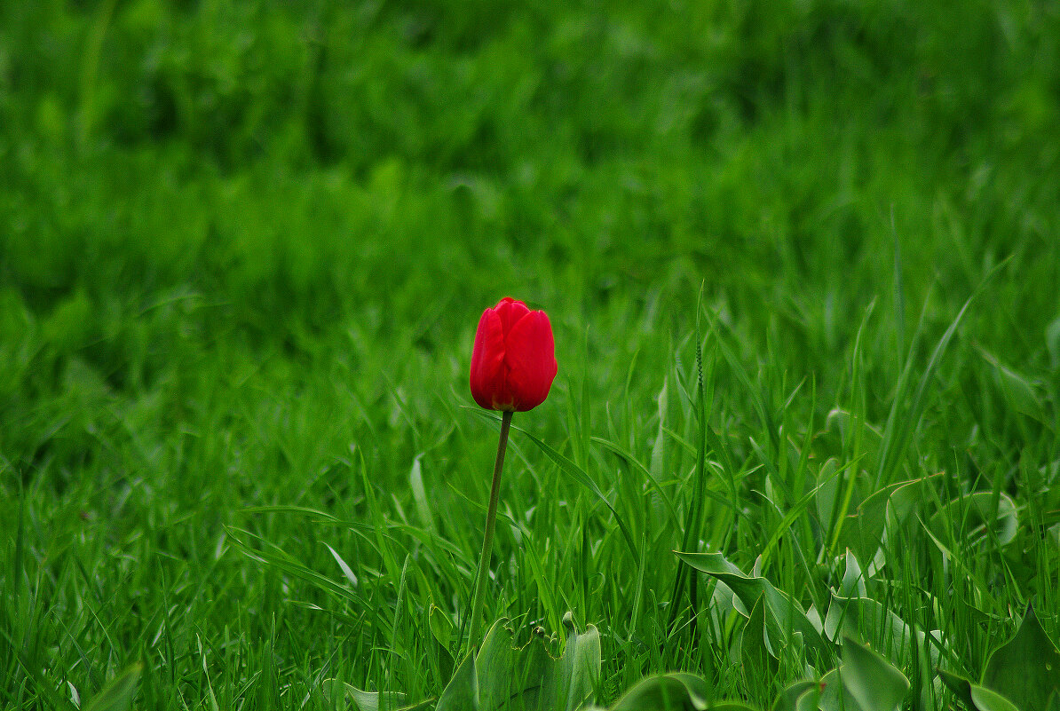 Забытый тюльпан - Дмитрий Моркин 