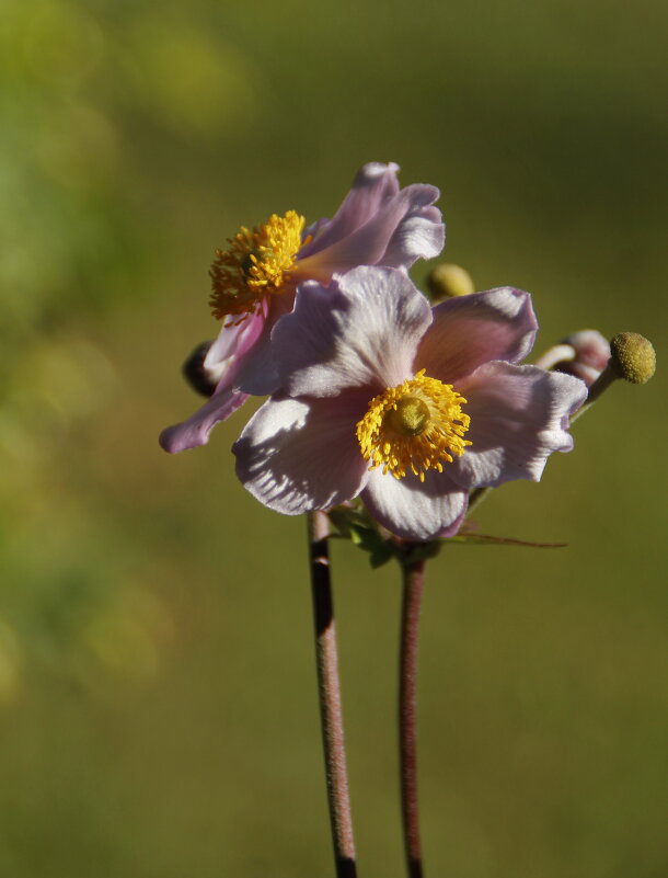 Нежные... - Татьян@ Ивановна