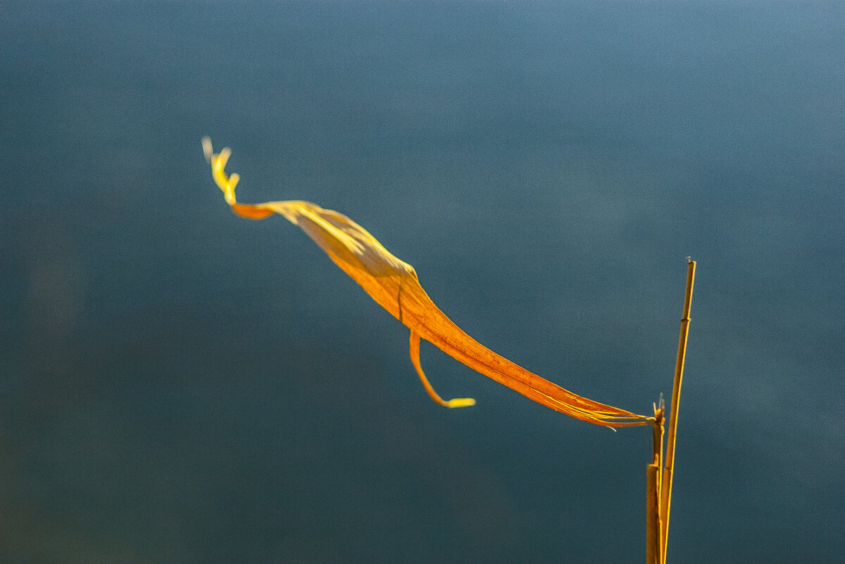 ... - Коля Лукашов