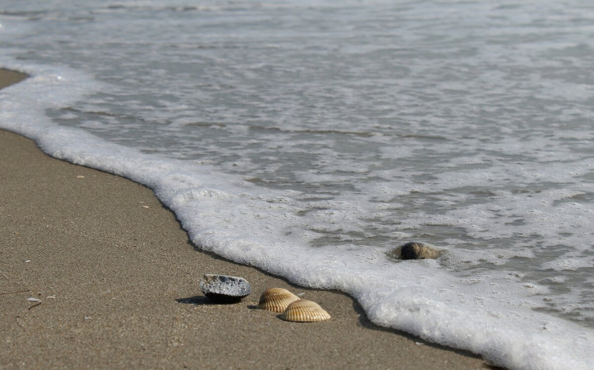 ракушки - Светлана Баталий