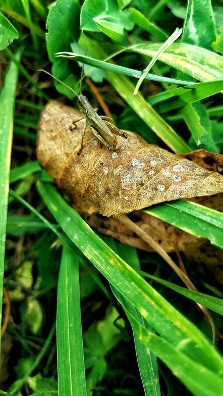 В траве сидел кузнечик - Александр Жирный